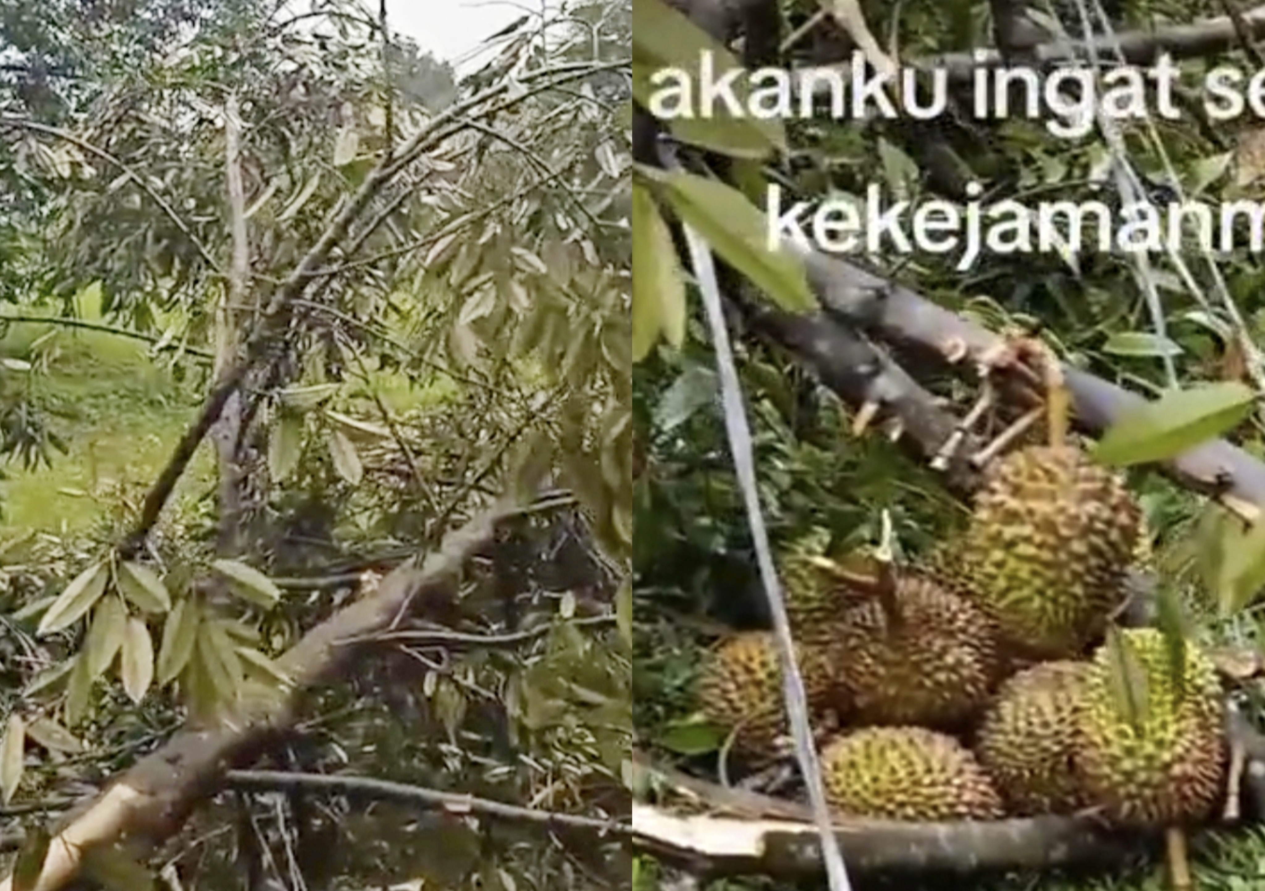 Diduga Sakit Hati Tak Diberi, Seorang Tetangga Nekat Tebang Pohon Durian yang Berbuah Lebat Milik Tetangganya