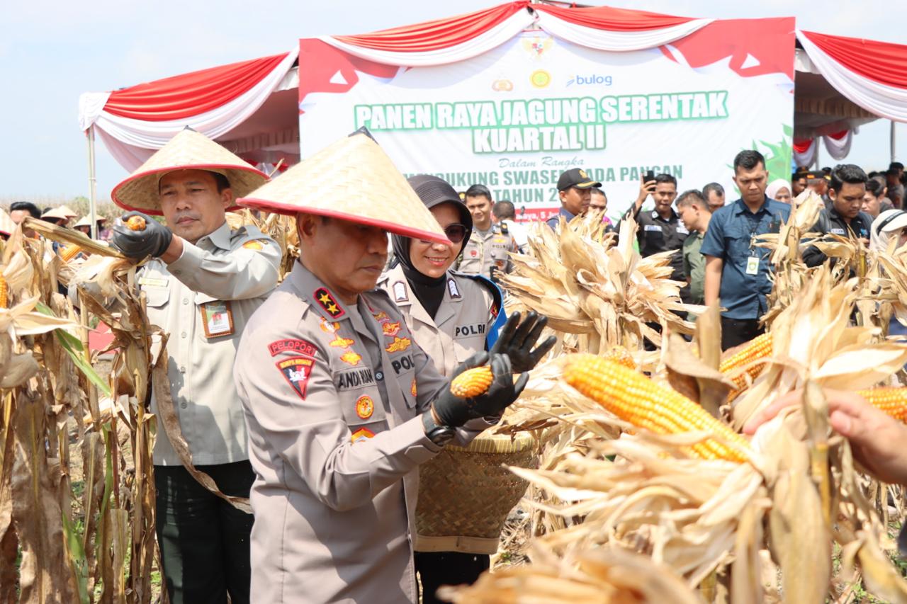 Kapolda Sumsel Bersama Forkopimda Lakukan Panen Raya, dari 3 Hektare Lahan di Ogan Ilir Hasilkan 24 Ton