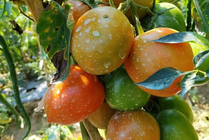 Cara Menanam Tomat di Polybag: Tetap Produktif Meski Lahan Terbatas