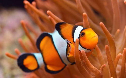 Mom, Ini Lho Jenis Ikan Hias Air Laut yang Disukai Anak, Paling Populer Clownfish