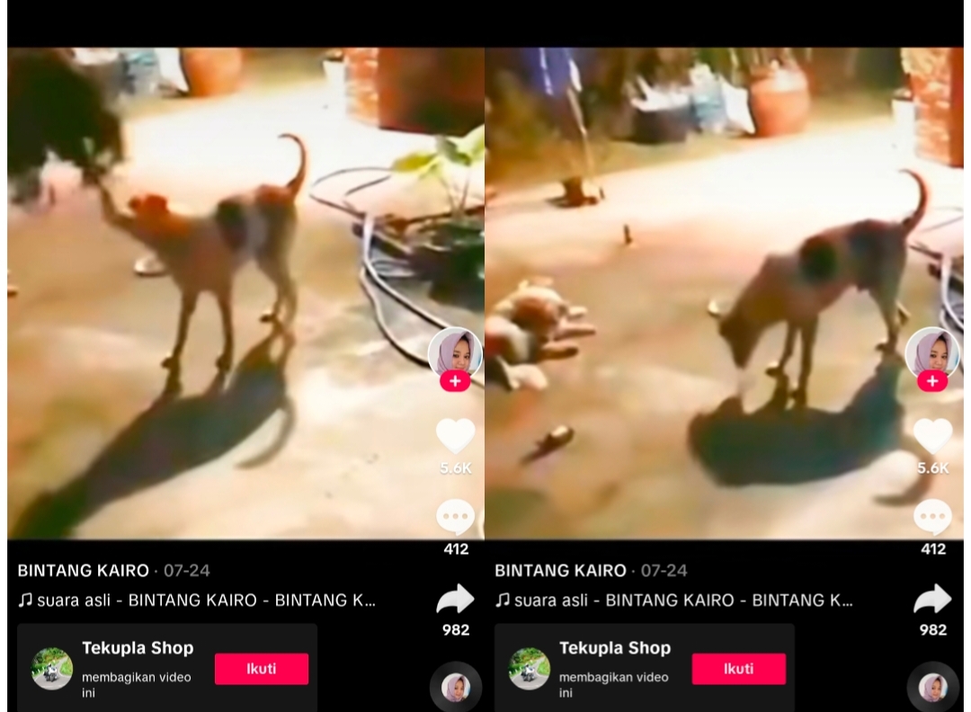 Bikin Merinding, Sosok 'Kuyang' Digigit Anjing Terekam CCTV Warganet Malah Bilang Ini