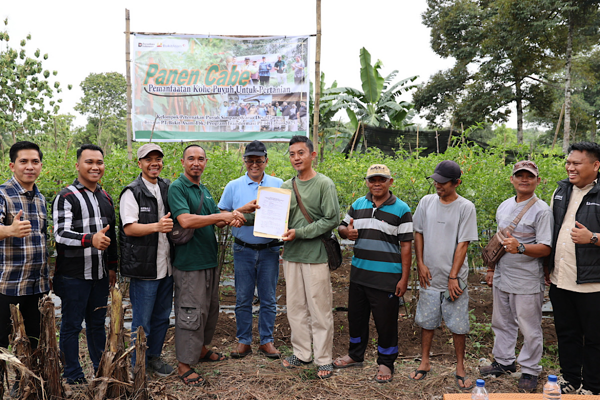 Panen Cabai dan Kerja Sama Bisnis Baru, Bukti Transformasi PETI Berjalan Sukses di Desa Darmo