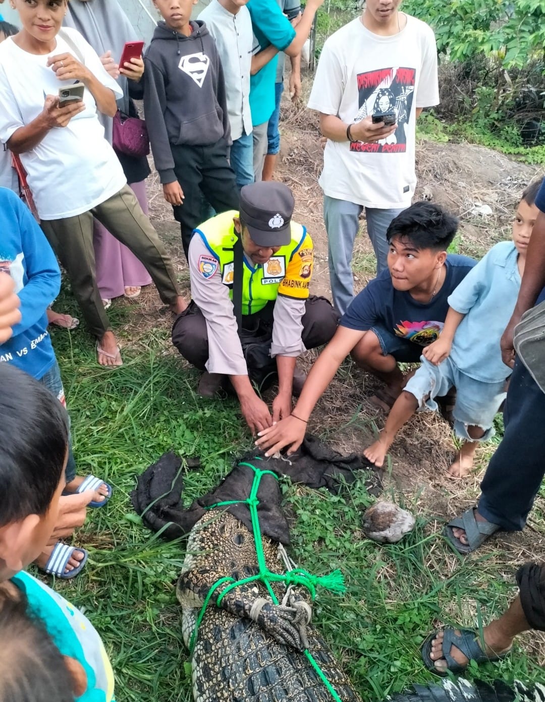 Lagi, Warga Sungai Menang OKI Tangkap Buaya Liar yang Masuk Tambak