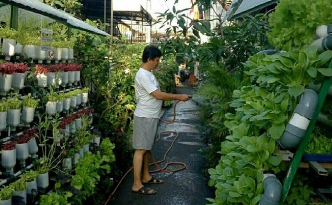 Ini Tips Berkebun Sayur di Rumah bagi Pemula  dan Cepat Panen