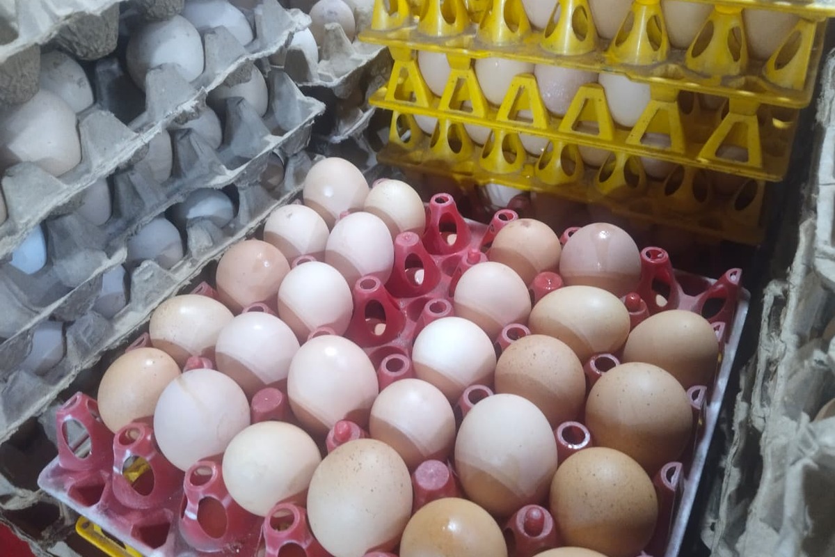 MBG Kembali Aktif, Harga Telur di Palembang Naik
