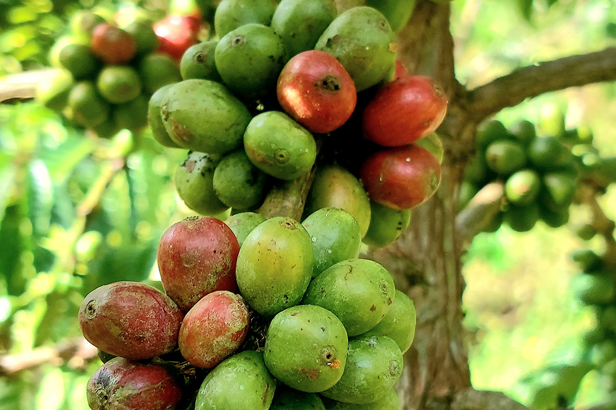 Transformasi Petani Sawahlunto Berkat Program Kopi Berkelanjutan PT Bukit Asam