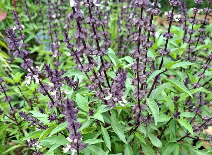 Cara Tanam Selasih Di Pot, Tumbuh Subur dan Hasil Panennya Melimpah