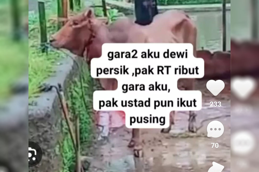 Sapi Penyebab Ribut Dewi Perssik vs Pak RT Dikabarkan Stress