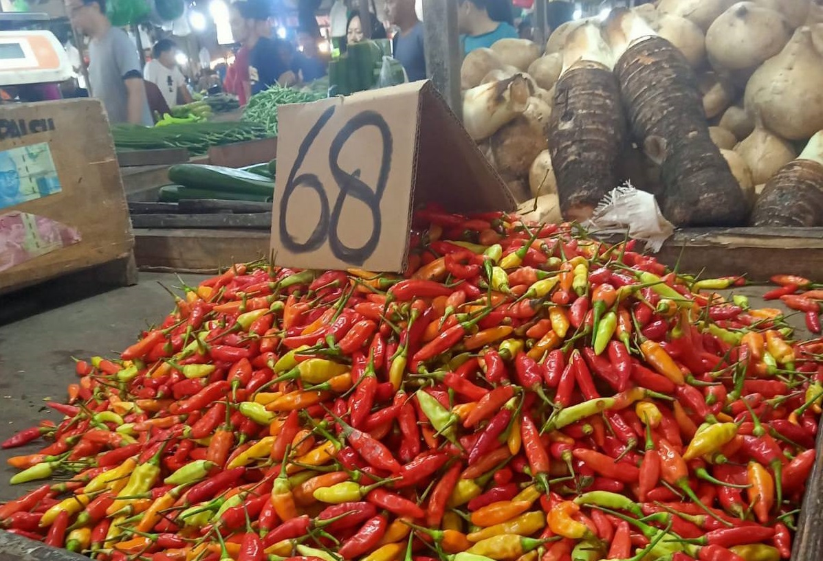 Yuk Berkebun! Begini Cara Menanam Cabe Rawit Hidroponik Menggunakan Sistem Wick 