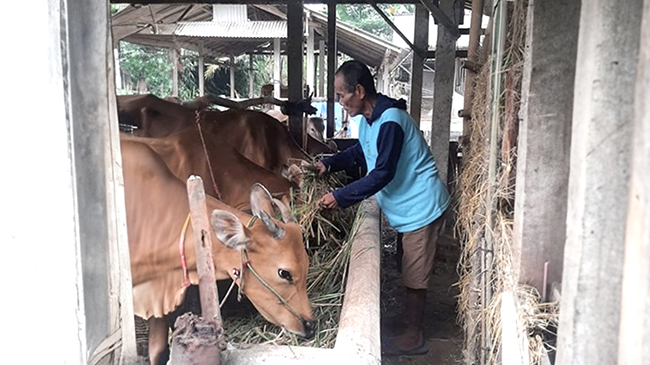 Tingkatkan Penghasilan Petani di Lampung, PT Bukit Asam Berikan Bantuan