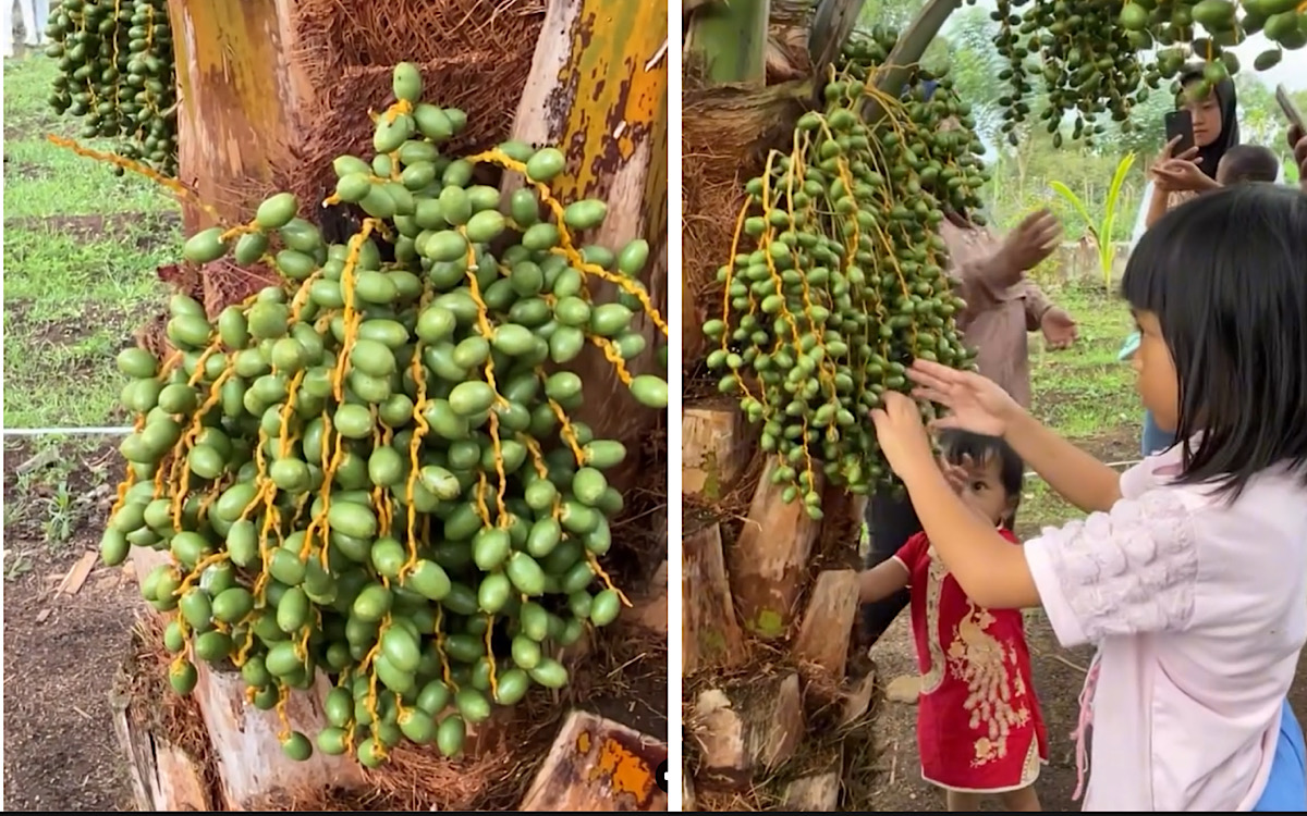 MasyaAllah, Pohon Kurma Ternyata Tubuh Subur di Bumi Pagaralam, Ini Tips Langsung Dari Pemilik Kebun, Simak!