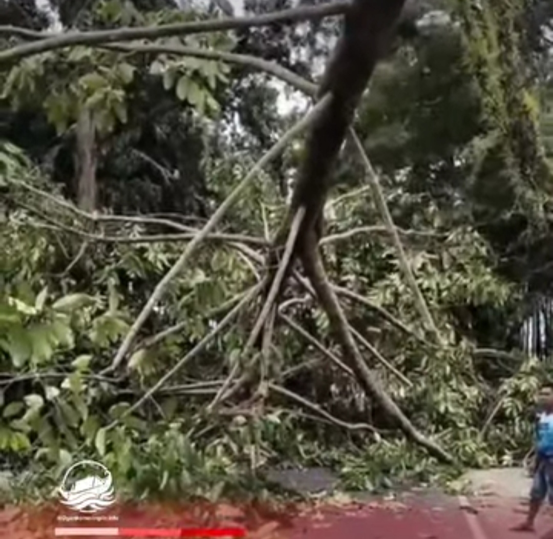 Angin Kencang Tumbangkan Pohon di Jalintim Desa Celikah Kayuagung dan Baliho