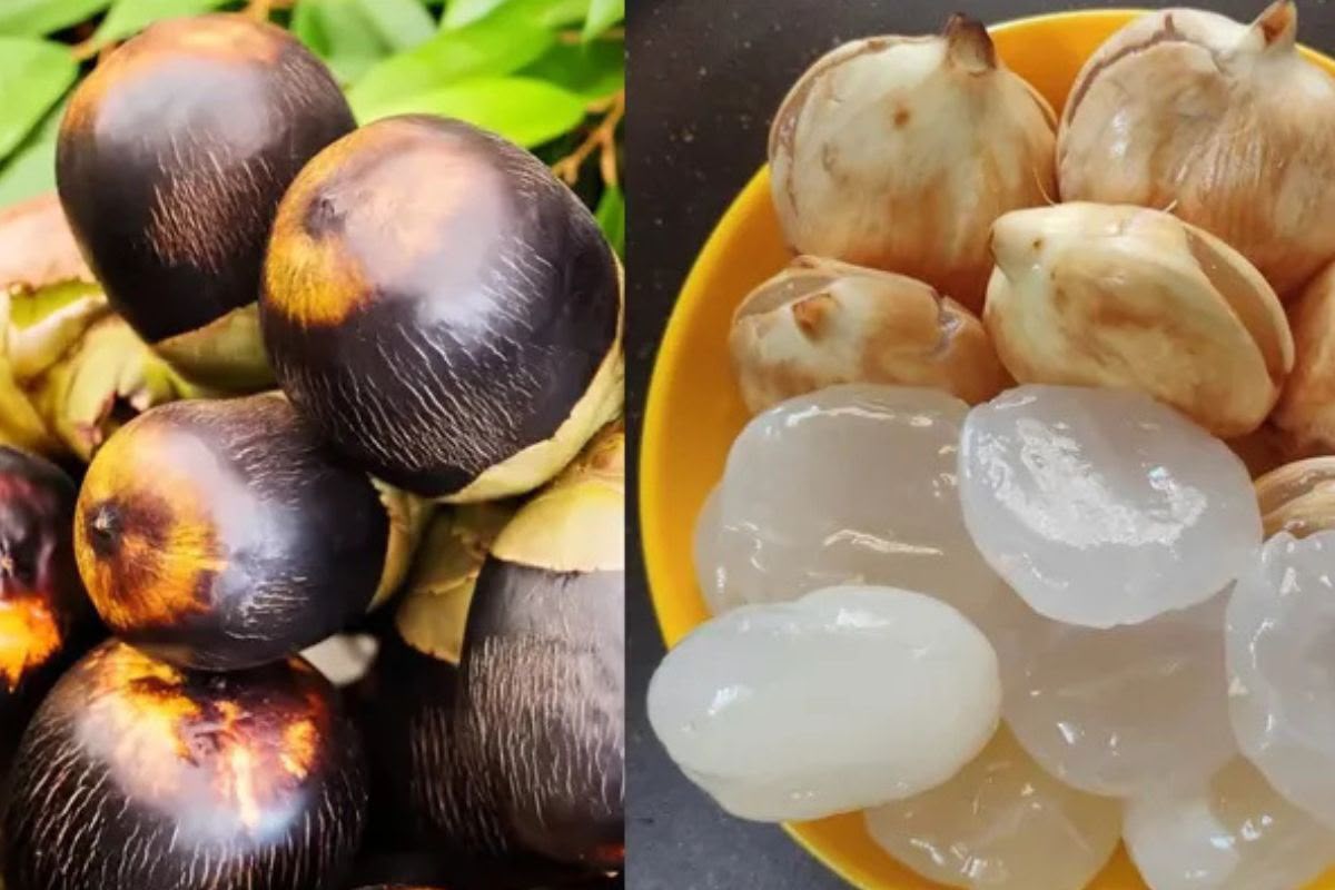 Jangan Salah Pilih! Ini 7 Cara Memilih Buah Lontar yang Kenyal dan Segar