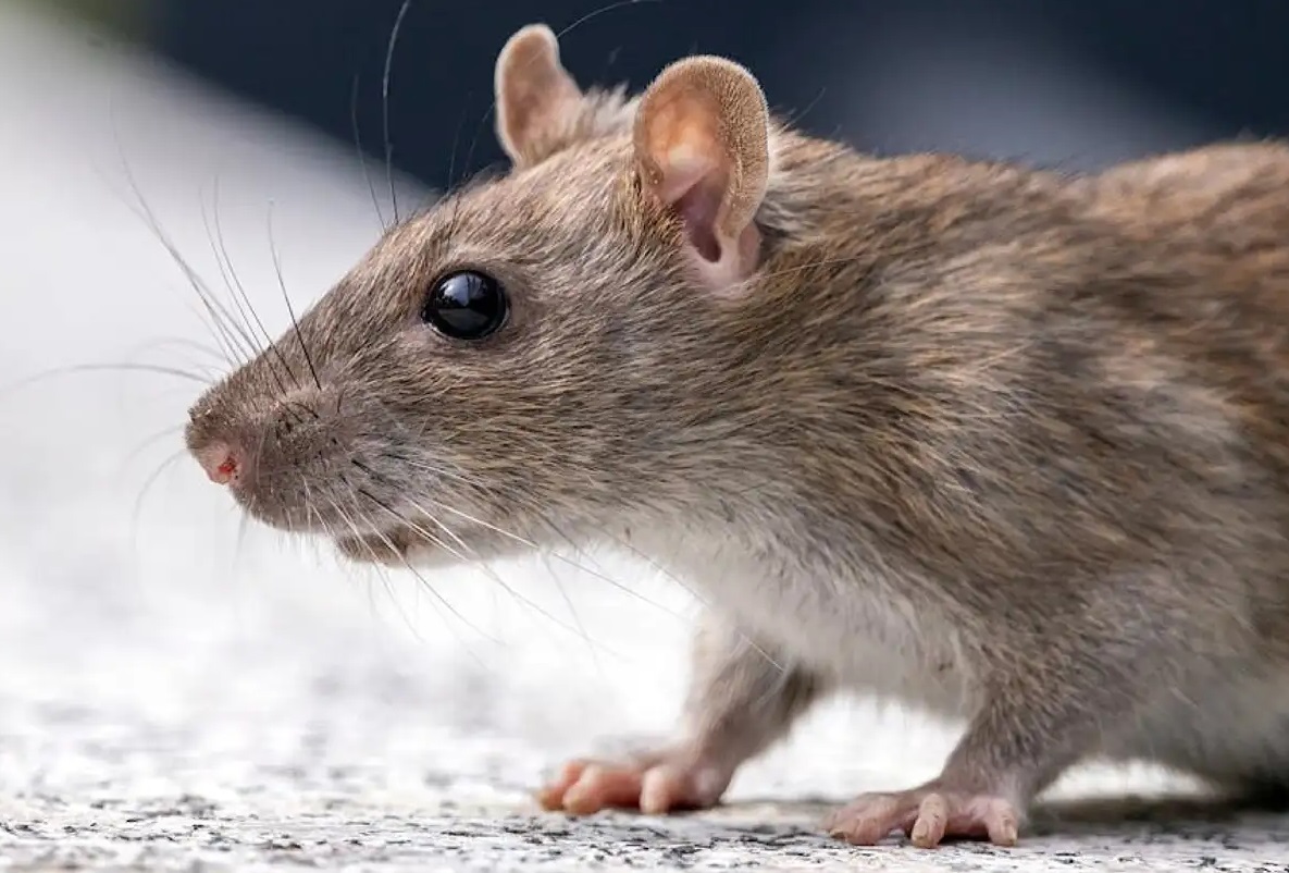 5 Rempah Pengusir Tikus dari Rumah, Cukup Letakkan di Bawah Lemari 