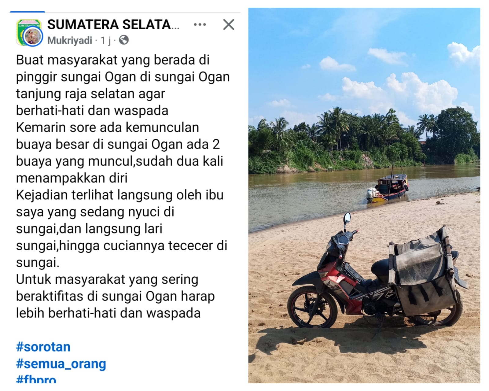 Heboh Kemunculan Buaya di Sungai Tanjung Raja Selatan Ogan Ilir, Sudah 2 Kali Tampakkan Diri di Hadapan Warga