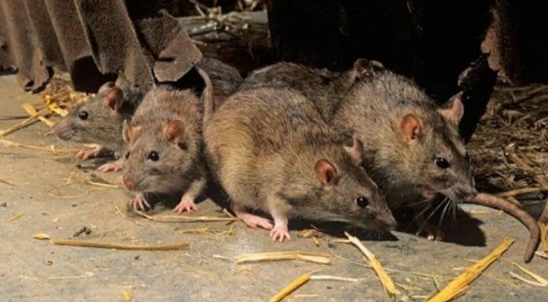 Jangan Sampai Terkena 5 Penyakit Akibat Tikus, Inilah Tips Mujarab Bikin Tikus Minggat Selamanya 