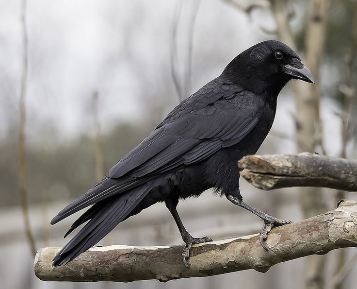   Mitos Tentang Burung Gagak, Dianggap Hal Mistis Serta Menjadi Pertanda Kematian
