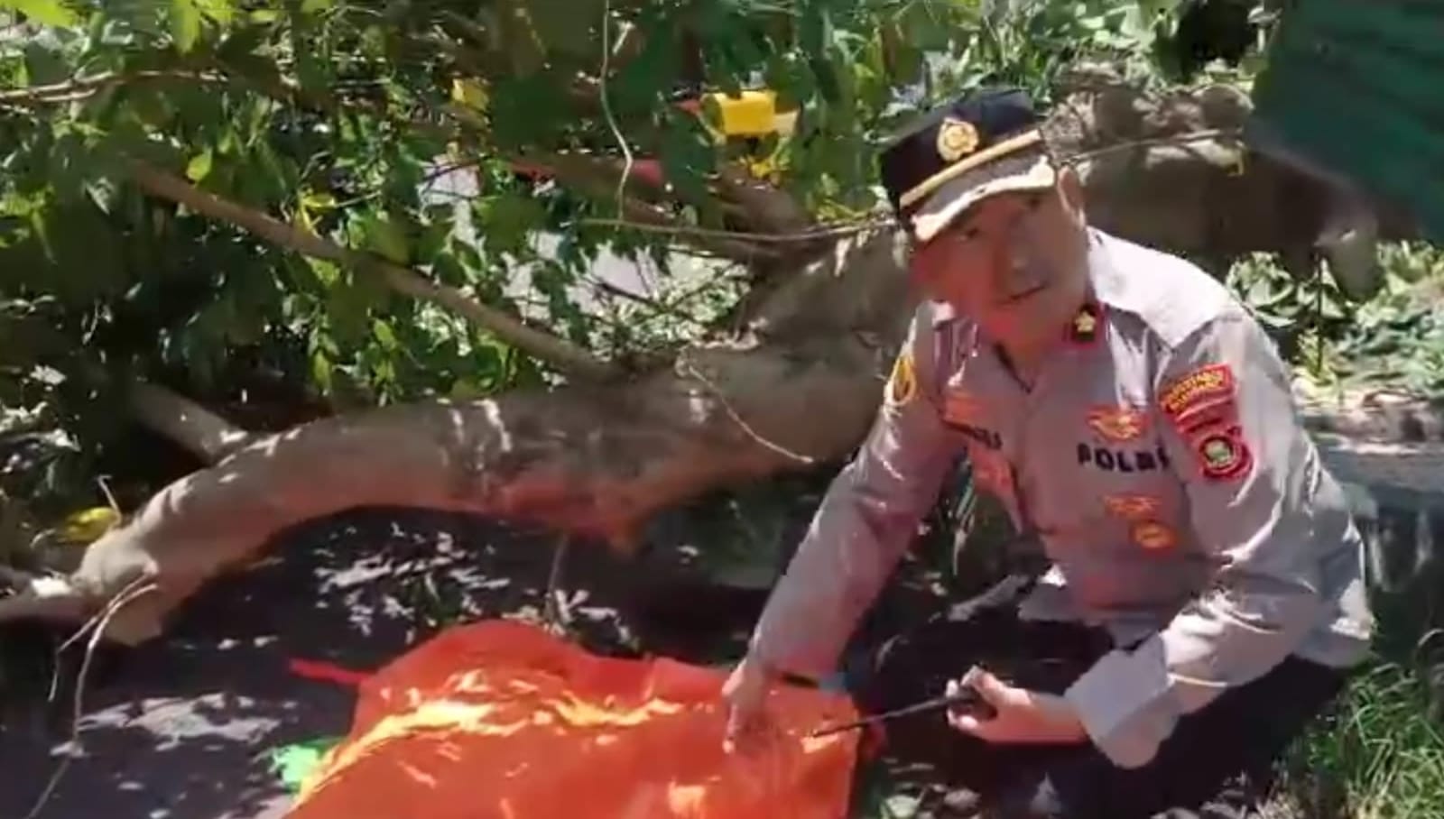 Pohon Tumbang di Palembang Tewaskan Pengendara Ojol, Polisi Bergerak Cepat