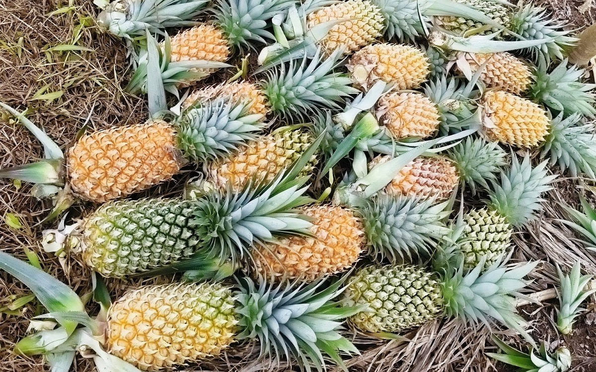  Cara Menanam Nanas Madu di Pot Galon Bekas atau Polybag