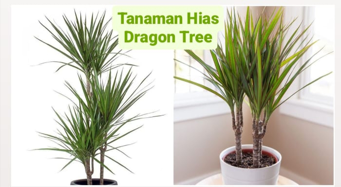 Tanaman Hias Dragon Tree, Bukan Cuma Cantik Tapi Mampu Membersihkan Udara