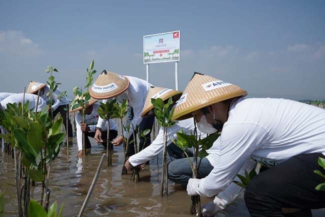 Akhiri Rangkaian HUT ke 52, Astra Motor Tanam 10.000 Mangrove