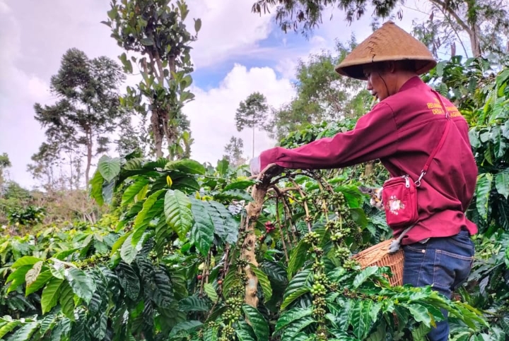 Harga Biji Kopi di Semendo Muara Enim Berangsur Turun di Penghujung Tahun 2024