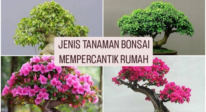  7 Jenis Bonsai yang Bisa Ciptakan Estetika Di Rumah