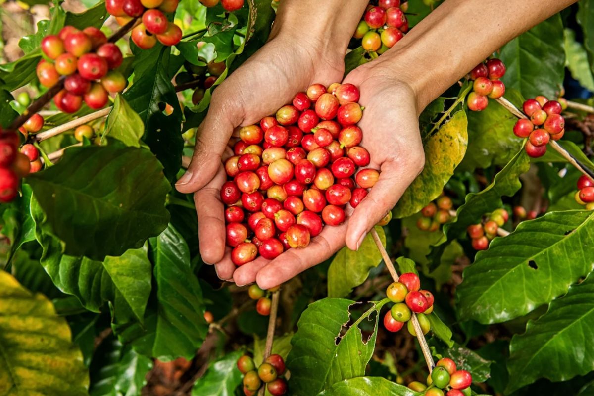 Ini 5 Jenis Kopi Khas Indonesia yang Mendunia, Ada Kopi Luwak yang Jadi Primadona Dunia!