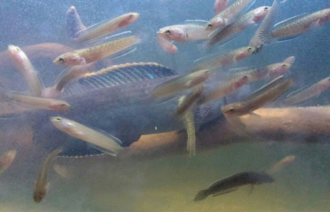 Bagian yang Harus Diperhatikan Dalam Proses Perkembangan Anakan Ikan Channa 