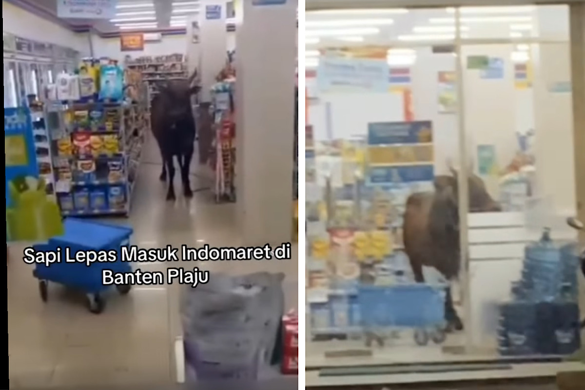 HEBOH, Sapi Kurban Ngamuk Masuk Indomaret Plaju Langsung Ngadem di Dalam Minimarket