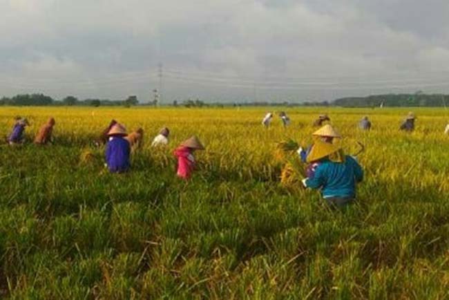 Kekhawatiran Petani: Jelang Musim Panen, Harga Beras Turun