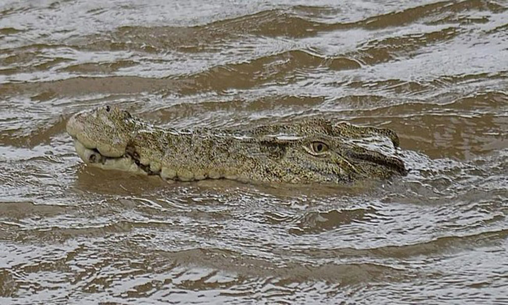 Buka Lahan Perkebunan, Petani di Tangerang Dikejar Buaya