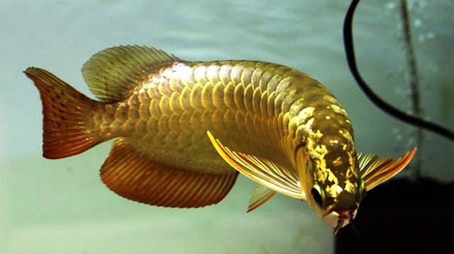 6 Ikan Hias Milik Sultan Dunia dengan Harga Termahal, 1 Ekornya Bisa Ratusan Kali Lipat Gaji UMR Indonesia