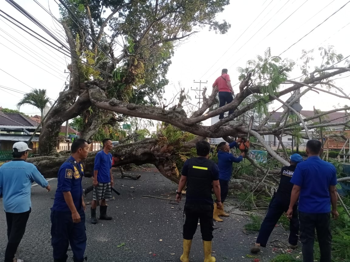 Pohon di Kayuagung Tumbang Tutup Akses Jalan, Damkar OKI Langsung Eksekusi