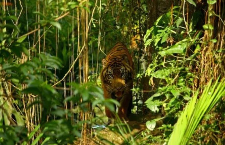 Gempar! Warga Lampung Barat Diimbau Pakai Topi Terbalik Biar Bisa Kelabui Harimau Sumatera, Emang Bisa?