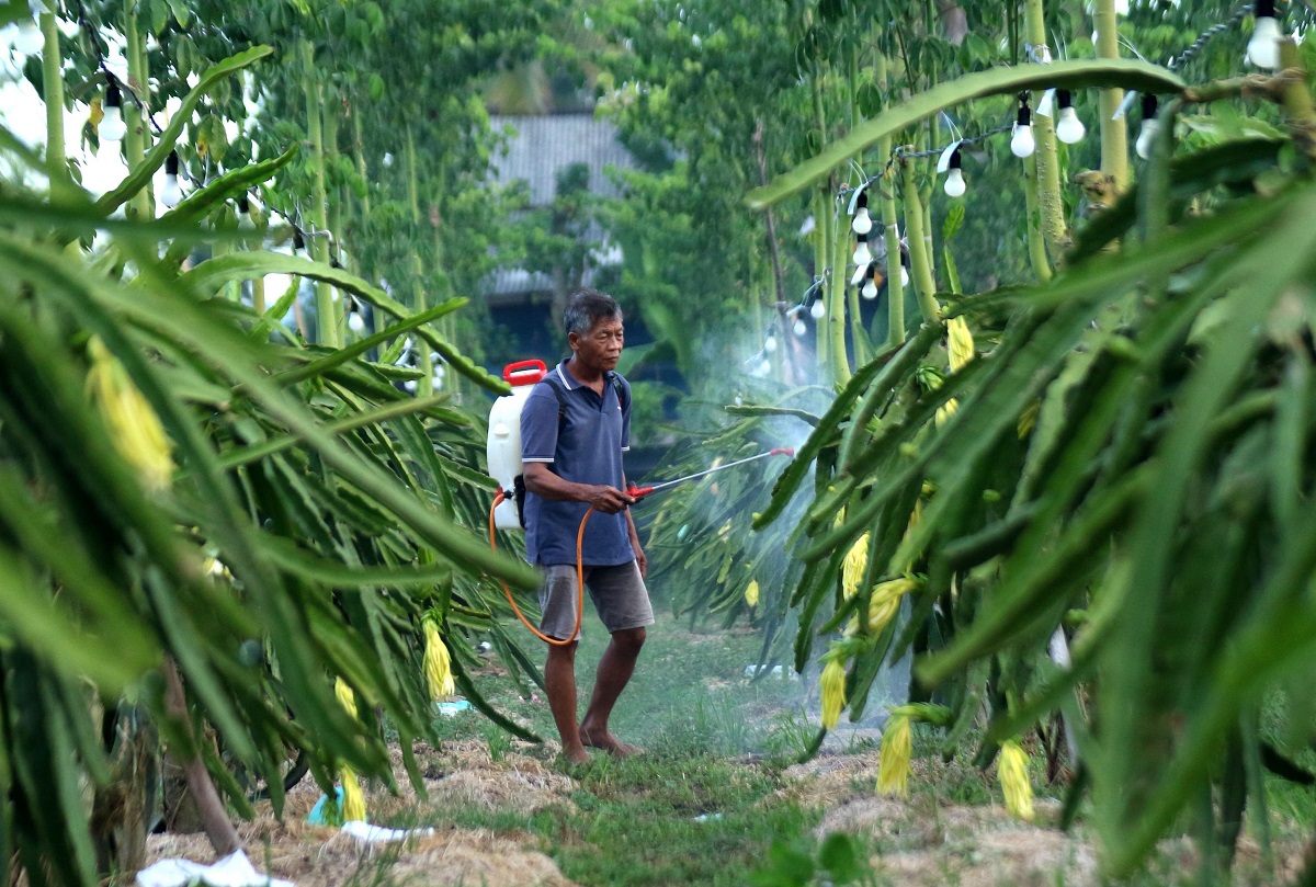 Dari Banyuwangi ke Pasar Lebih Luas, Petani Buah Naga Naik Kelas Berkat Program Klasterku Hidupku BRI