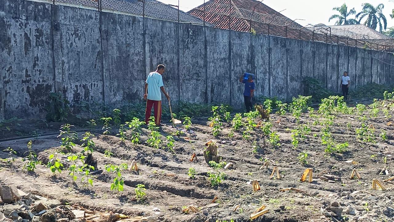Makin Sedikit Lahan Nganggur, Lapas Tanjung Raja Ogan Ilir Sulap Lahan Terbengkalai Jadi Kebun Cabai Produktif