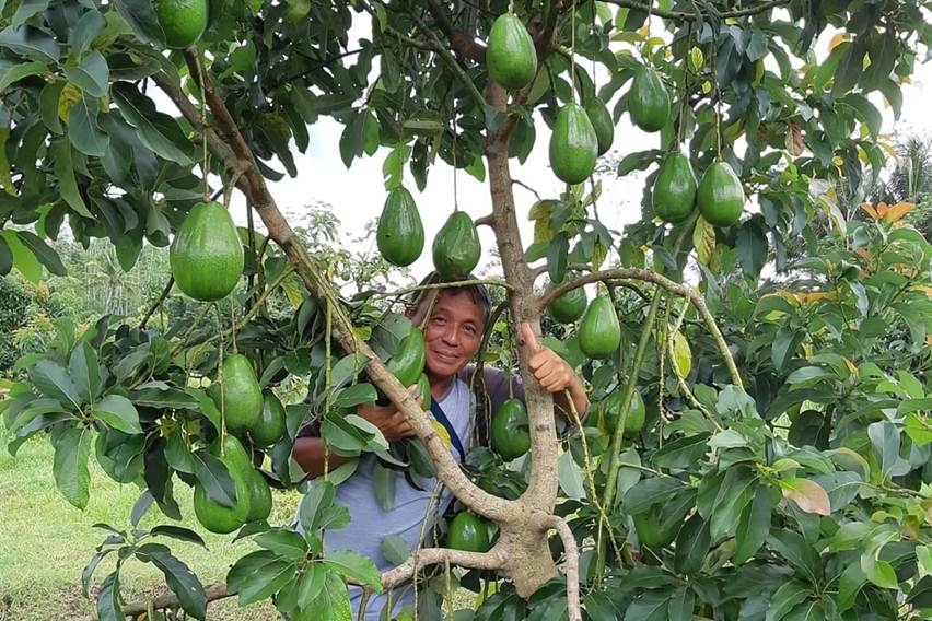 Cara Menanam Alpukat Di Pot dari Galon Bekas, Solusi Hemat dan Ramah Lingkungan 