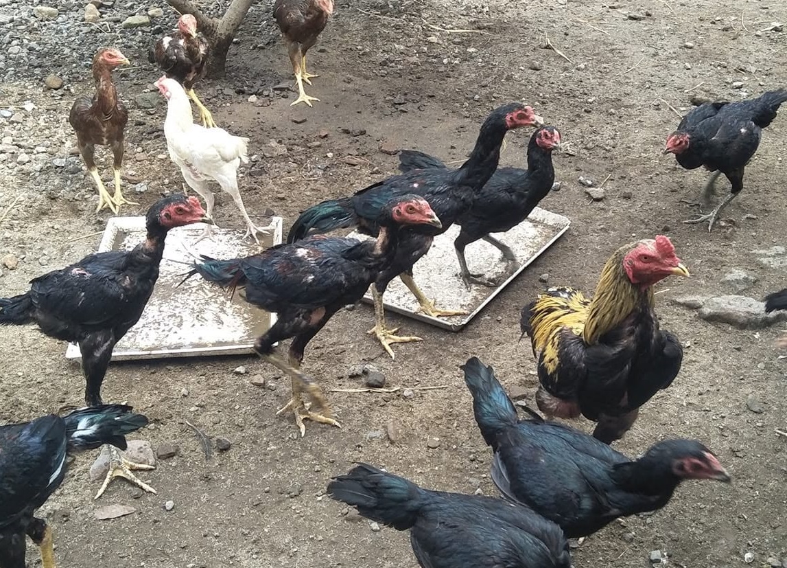 Ampas Kelapa Mengandung Protein dan Lemak yang Baik untuk Hewan Ternak