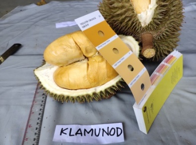 Durian Tembaga Super 'Klamunod' Terdaftar sebagai Sumber Daya Genetik di Ditjen Kekayaan Intelektual