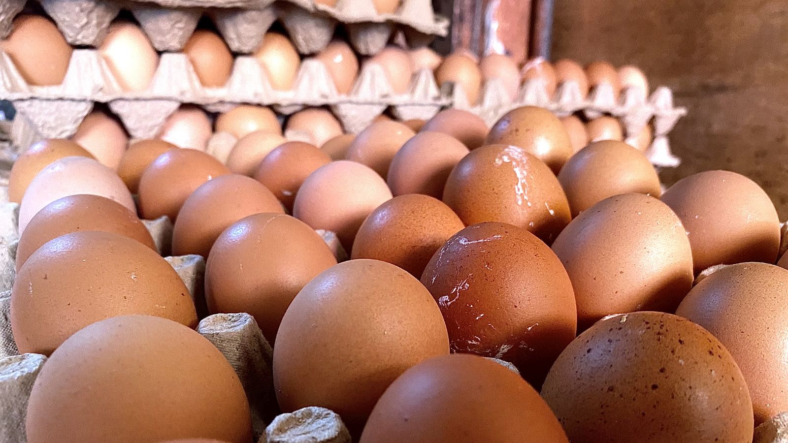 Jenis Telur Paling Sehat untuk Diet dan Kesehatan Tubuh: Rendah Kolesterol Jahat, Baik untuk Tubuh