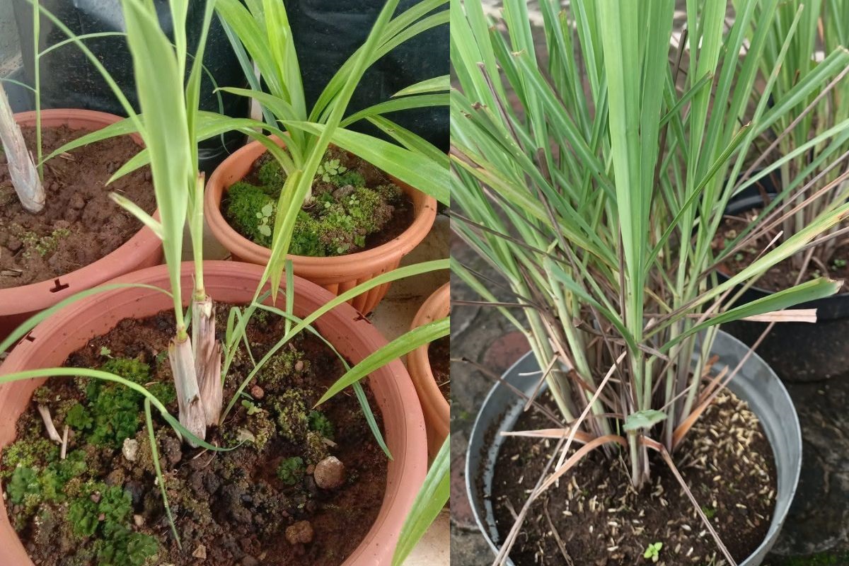 Cara Menanam Serai di Pot: Solusi Hemat Uang Belanja Harian