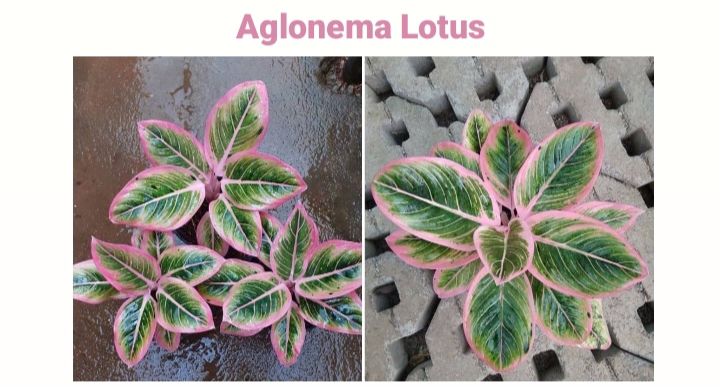 Aglonema Lotus: Pesona Warna dan Keunikan dalam Tanaman Hias