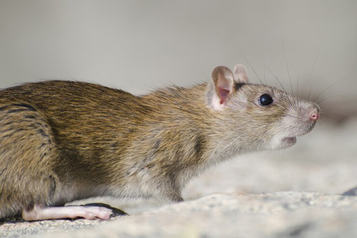 Bebas Tikus Tanpa Racun, Gunakan 5 Trik Jitu Ini!