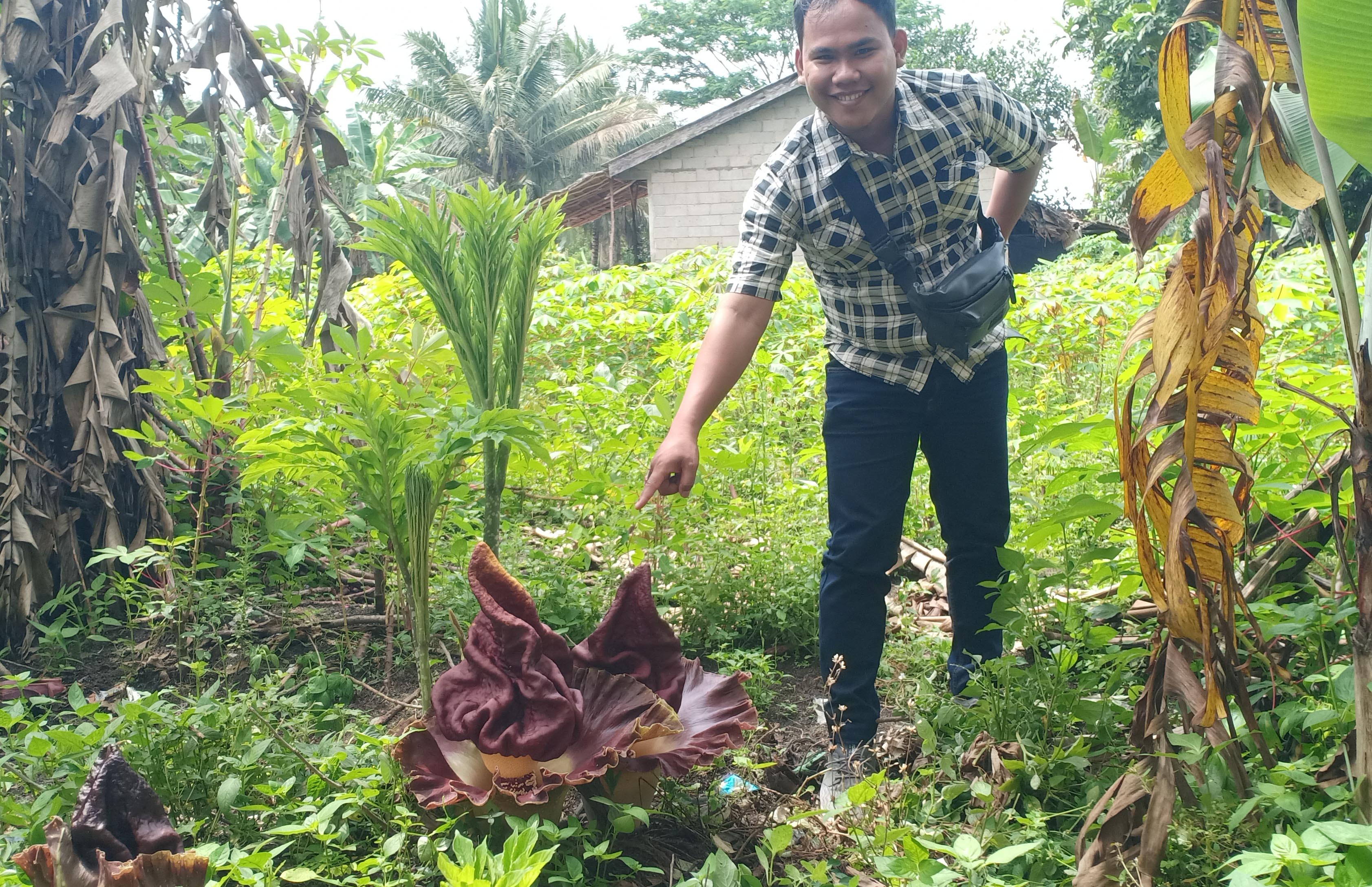 Tebas Rumput, Warga Desa Pertama Baru Temukan Bunga Bangkai