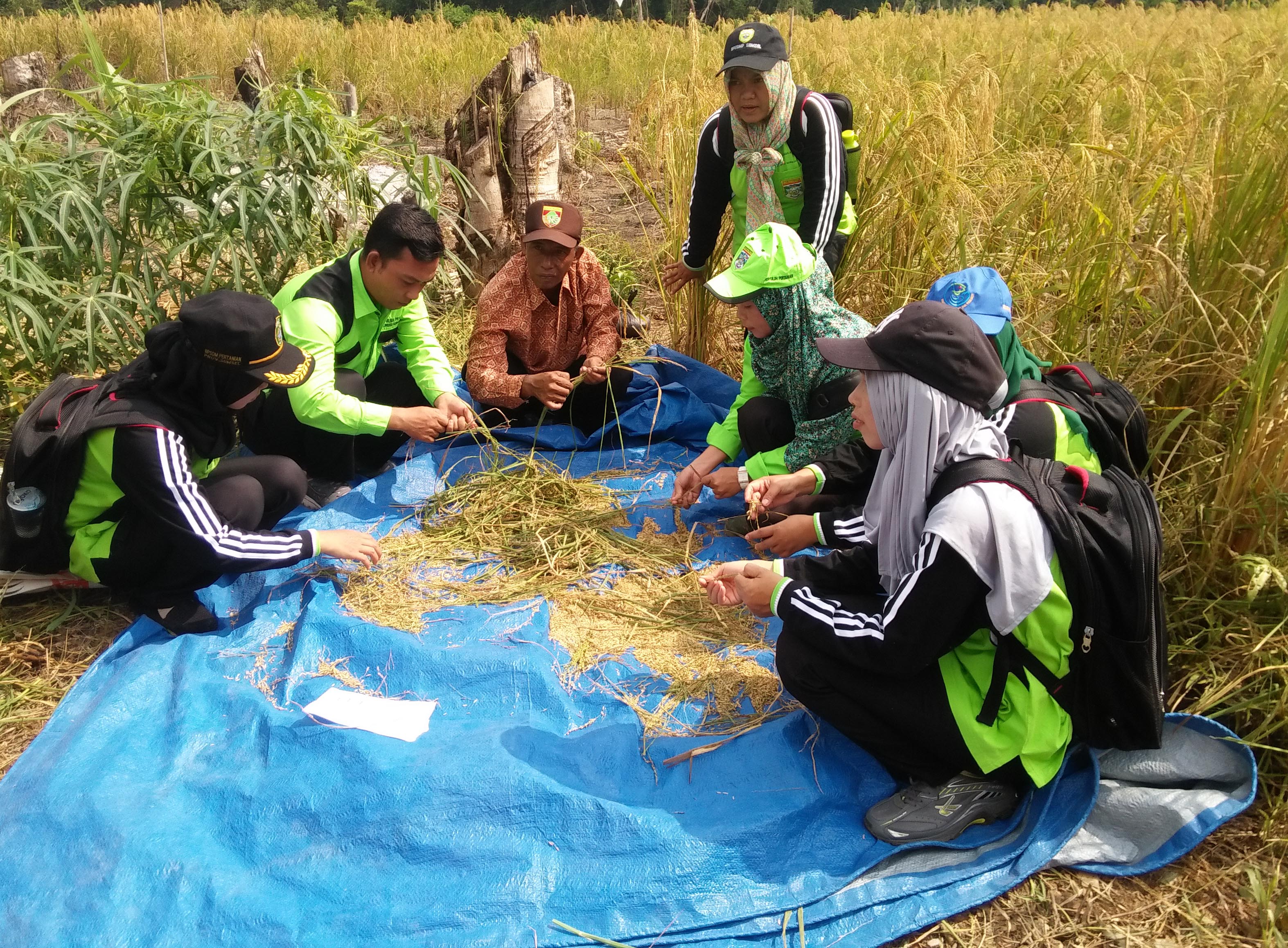 Padi Dayang Rindu Semakin Langka di Muratara