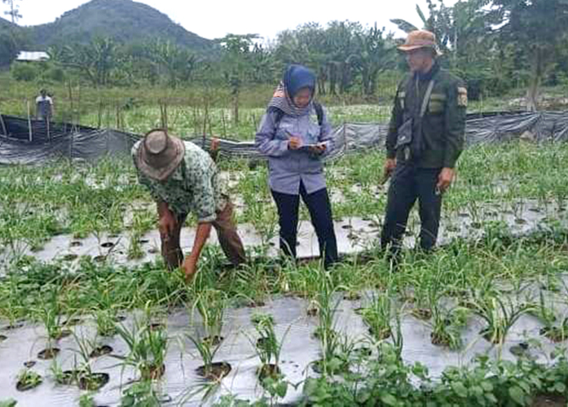 OPT Serang Tanaman Bawang Putih di Agung Lawangan