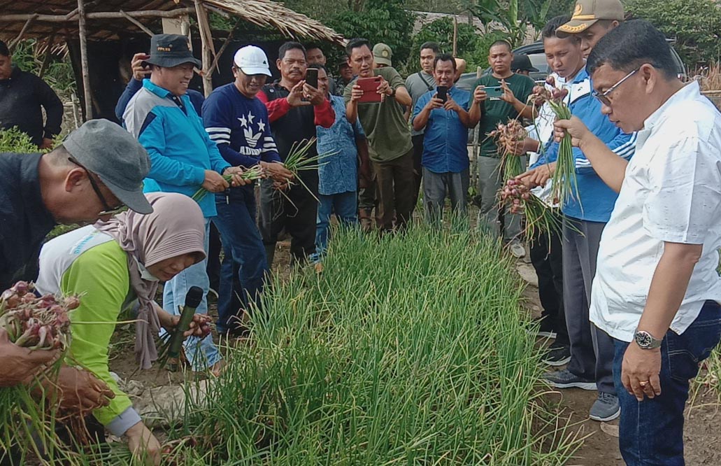 Pemkab Muratara Ajak Warga Budidaya Bawang Merah