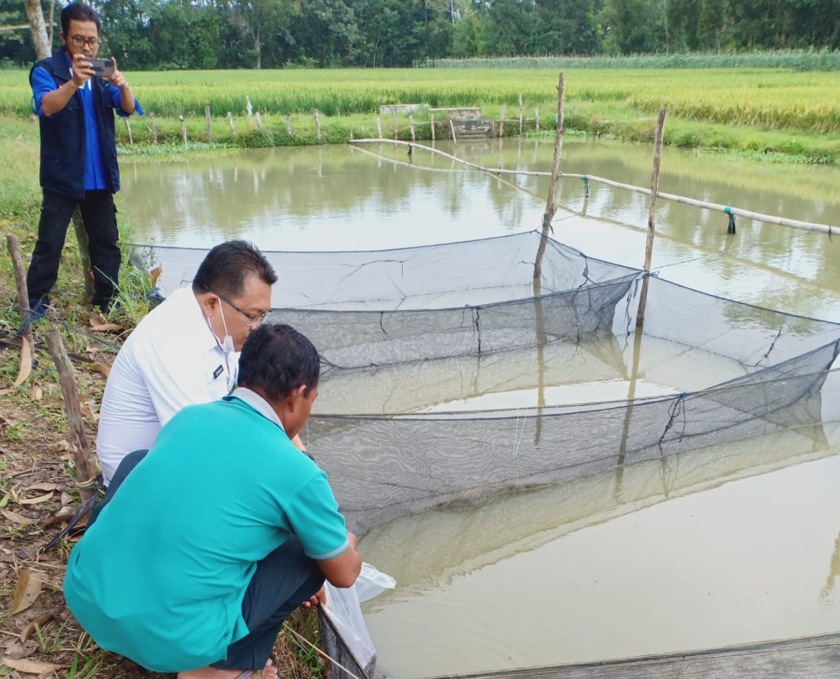 Tingkatkan Pembudidaya Ikan, Pokdakan Terima Benih Ikan