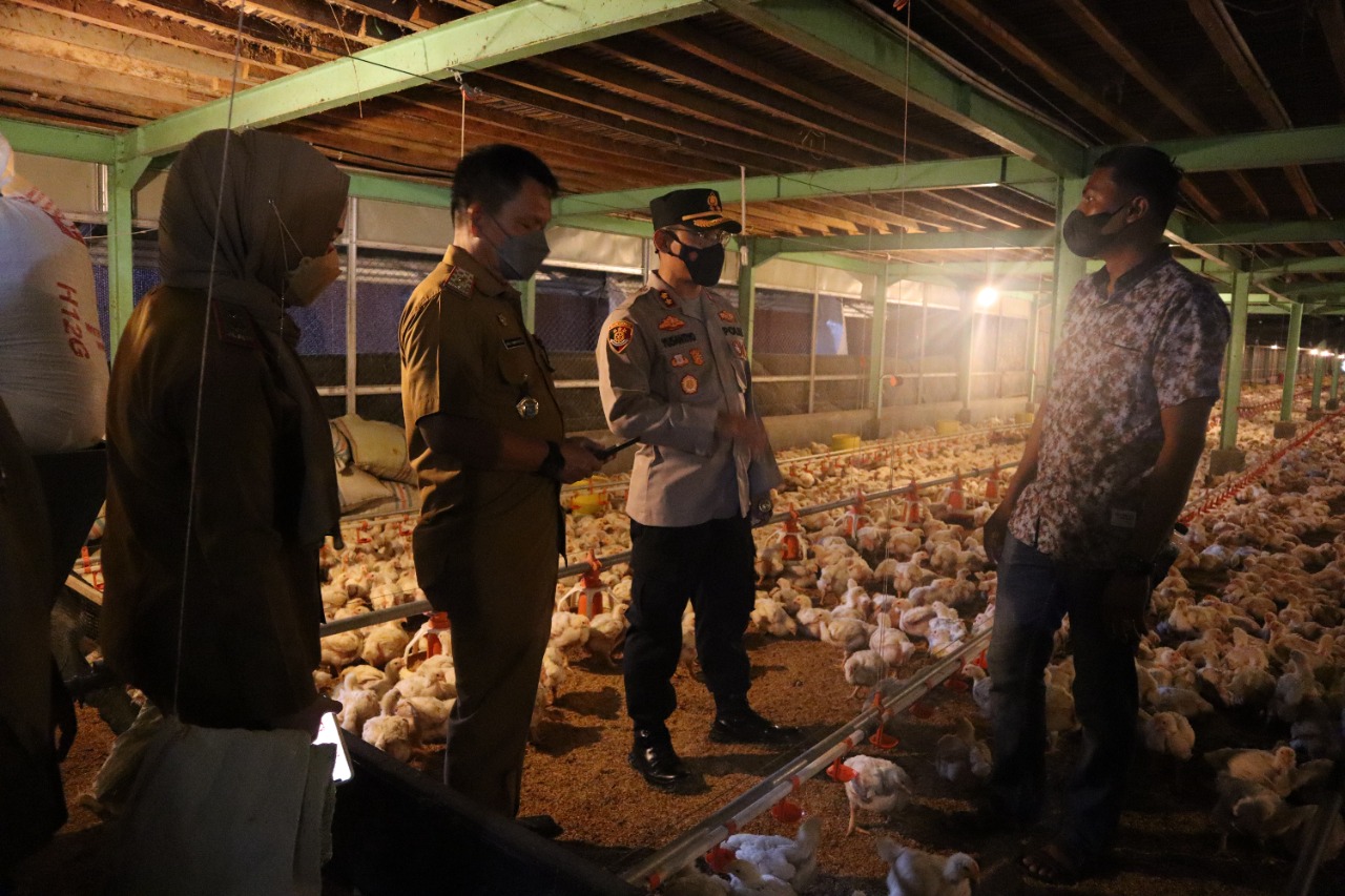 Sidak PT SMS Farm Lorok, Tim Soroti Limbah Ayam Mati